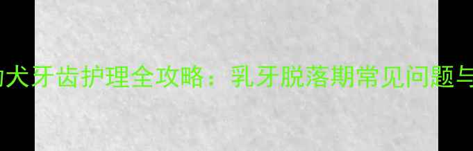 图片 2个月大金毛幼犬牙齿护理全攻略：乳牙脱落期常见问题与科学养护指南