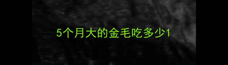 图片 5个月大的金毛吃多少1