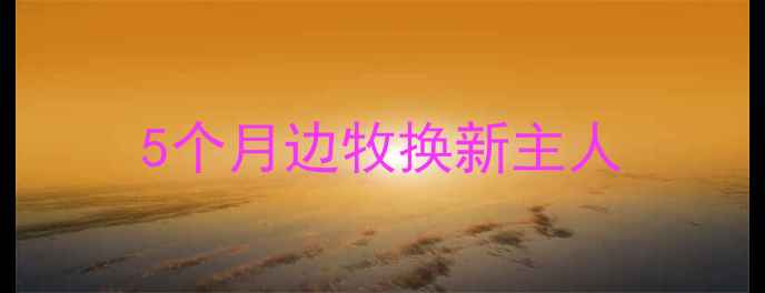 图片 5个月边牧换新主人