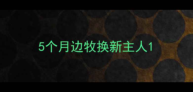 图片 5个月边牧换新主人1