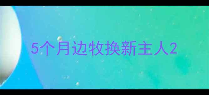 图片 5个月边牧换新主人2