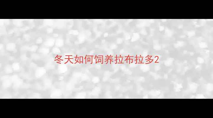 图片 冬天如何饲养拉布拉多2