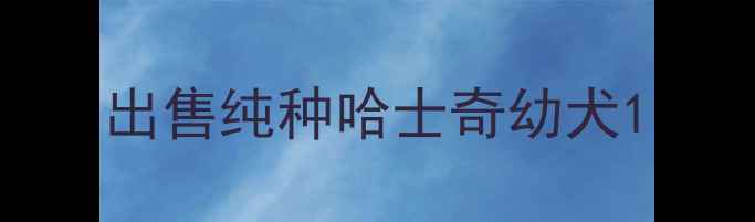 图片 出售纯种哈士奇幼犬1