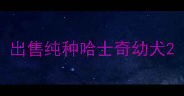 图片 出售纯种哈士奇幼犬2