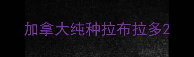 图片 加拿大纯种拉布拉多2