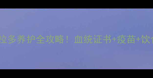 图片 北京纯种黑色拉布拉多养护全攻略！血统证书+疫苗+饮食，新手必看！🐾1