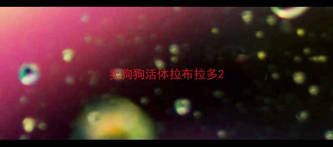 图片 卖狗狗活体拉布拉多2
