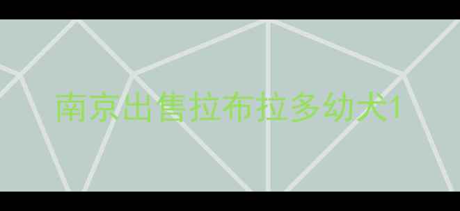 图片 南京出售拉布拉多幼犬1