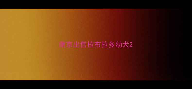 图片 南京出售拉布拉多幼犬2