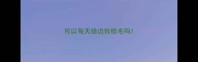 图片 可以每天给边牧梳毛吗1