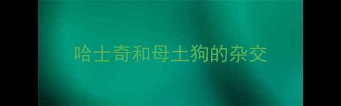 图片 哈士奇和母土狗的杂交