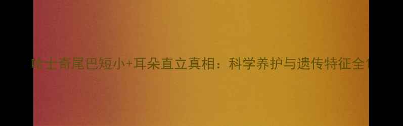 图片 哈士奇尾巴短小+耳朵直立真相：科学养护与遗传特征全1