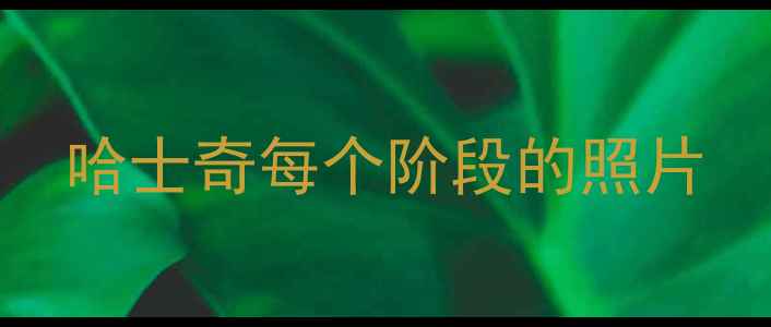 图片 哈士奇每个阶段的照片