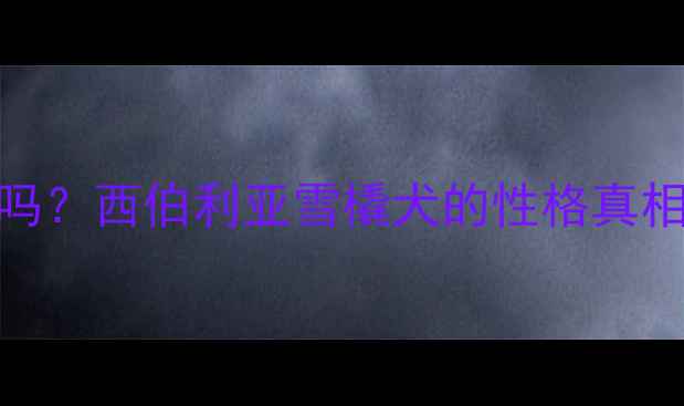 图片 哈士奇胆小吗？西伯利亚雪橇犬的性格真相与饲养指南