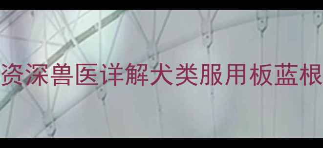 图片 哈士奇能喝板蓝根吗？资深兽医详解犬类服用板蓝根的安全指南与替代方案