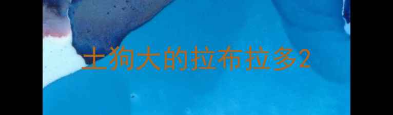 图片 土狗大的拉布拉多2