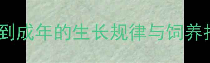 图片 宠物小香猪体型全：从幼崽到成年的生长规律与饲养指南（附标准体重对照表）2