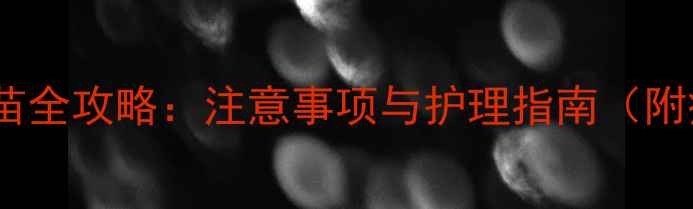 图片 宠物猫打狂犬疫苗全攻略：注意事项与护理指南（附疫苗种类对比）2