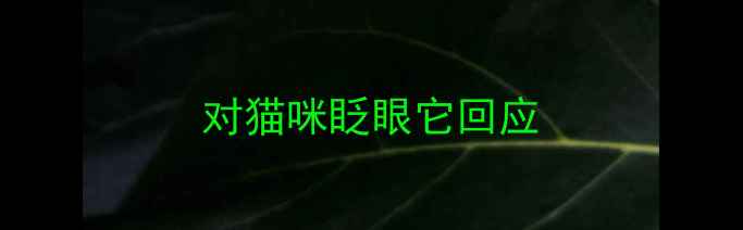 图片 对猫咪眨眼它回应