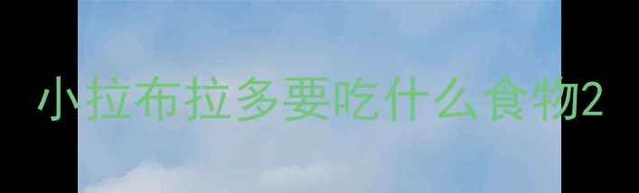 图片 小拉布拉多要吃什么食物2