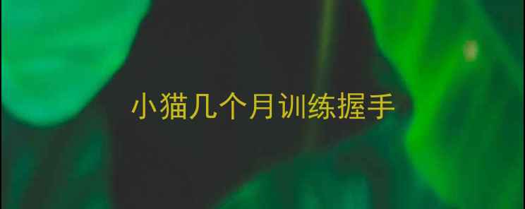 图片 小猫几个月训练握手
