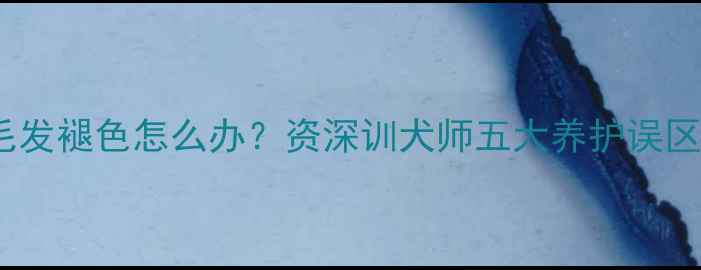 图片 巧克力色泰迪犬毛发褪色怎么办？资深训犬师五大养护误区与专业修复方案1