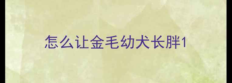 图片 怎么让金毛幼犬长胖1