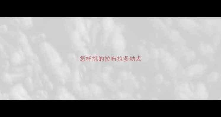 图片 怎样挑的拉布拉多幼犬