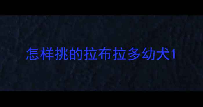 图片 怎样挑的拉布拉多幼犬1