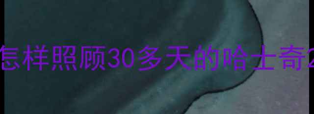 图片 怎样照顾30多天的哈士奇2