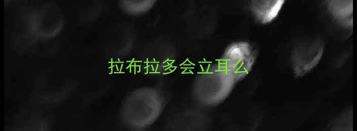 图片 拉布拉多会立耳么