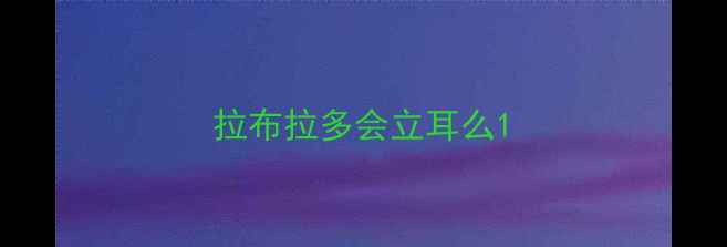 图片 拉布拉多会立耳么1