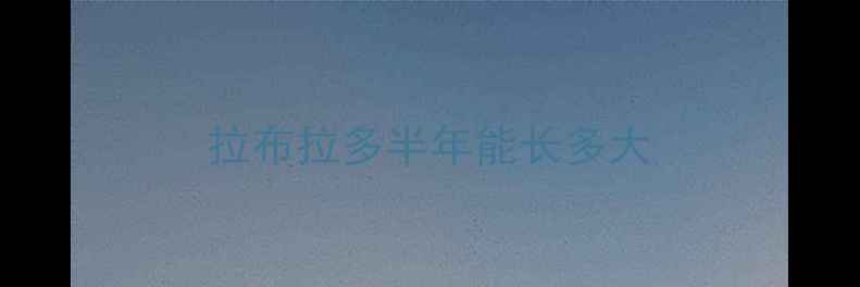 图片 拉布拉多半年能长多大