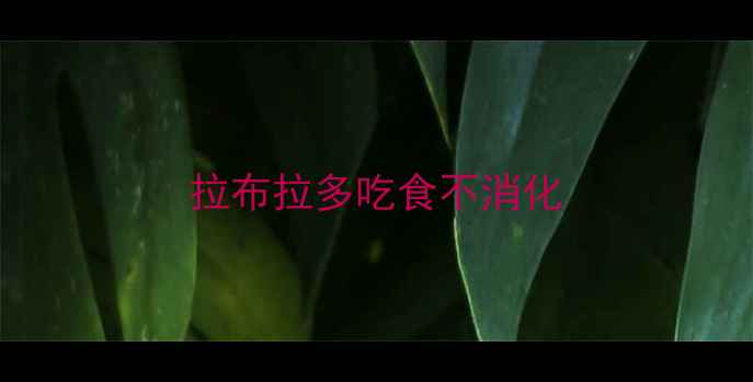 图片 拉布拉多吃食不消化