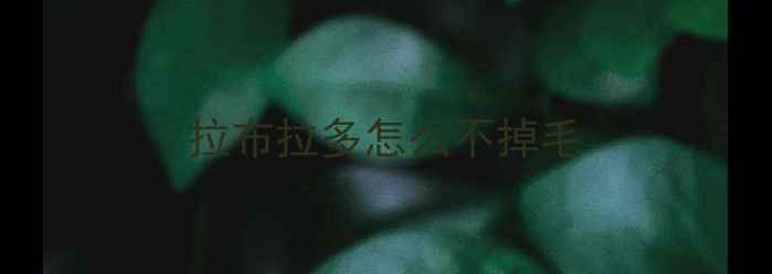 图片 拉布拉多怎么不掉毛