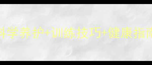 图片 拉布拉多犬全攻略：科学养护+训练技巧+健康指南（附最新饲养标准）