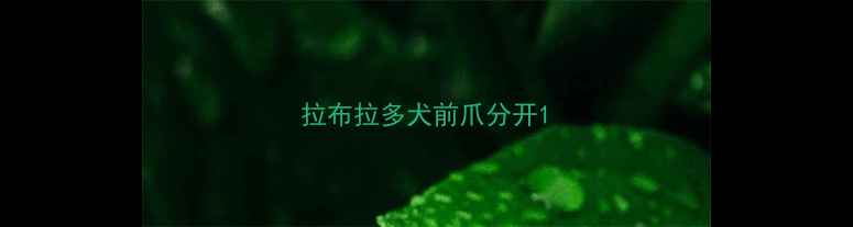 图片 拉布拉多犬前爪分开1
