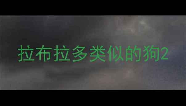 图片 拉布拉多类似的狗2