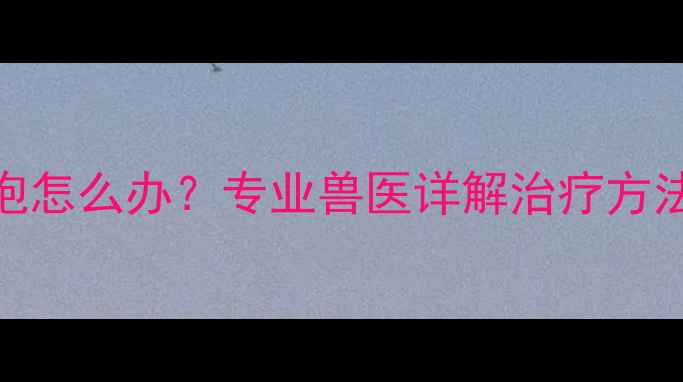 图片 拉布拉多肉泡怎么办？专业兽医详解治疗方法与预防措施