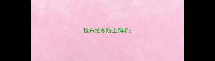 图片 拉布拉多防止狗毛2