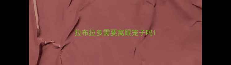 图片 拉布拉多需要窝跟笼子吗1
