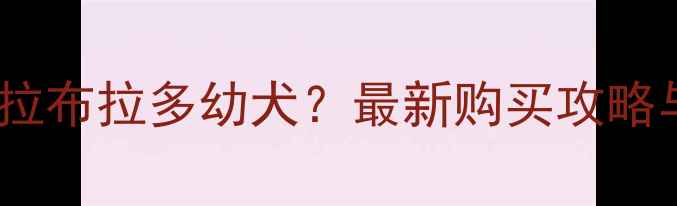 图片 昆明哪里买拉布拉多幼犬？最新购买攻略与避坑指南2