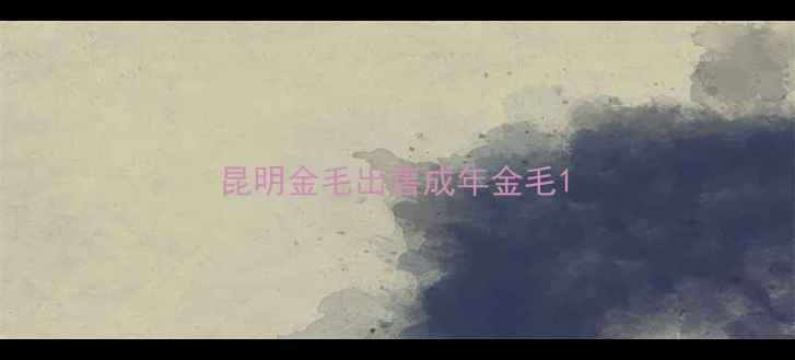 图片 昆明金毛出售成年金毛1