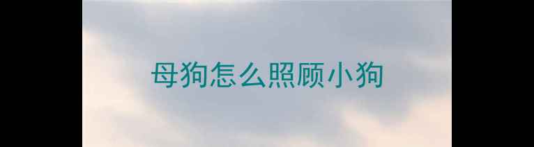 图片 母狗怎么照顾小狗
