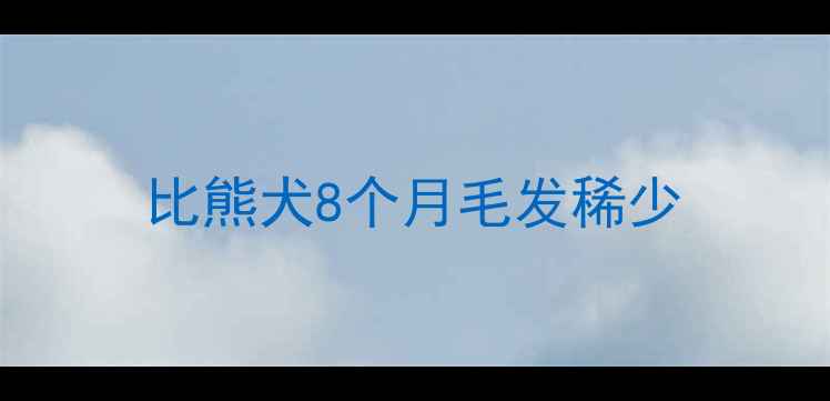图片 比熊犬8个月毛发稀少