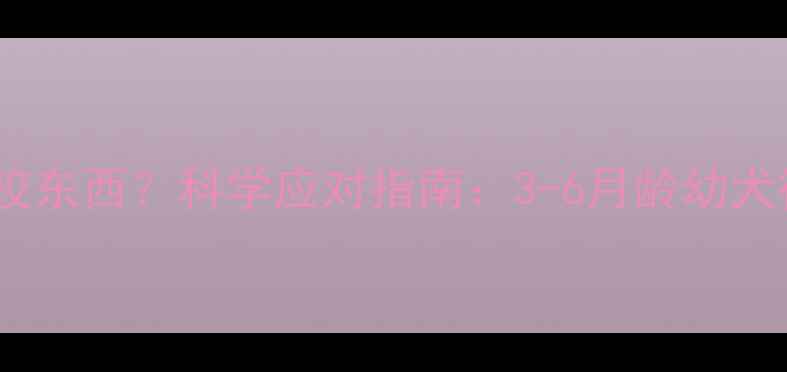 图片 狗狗几个月开始咬东西？科学应对指南：3-6月龄幼犬行为矫正全攻略1