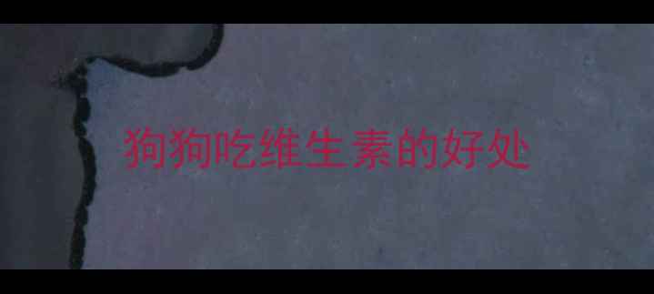 图片 狗狗吃维生素的好处