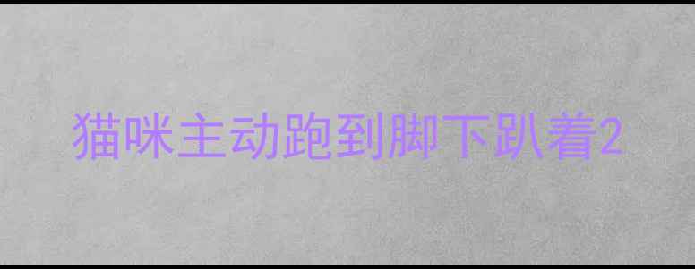 图片 猫咪主动跑到脚下趴着2
