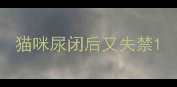 图片 猫咪尿闭后又失禁1