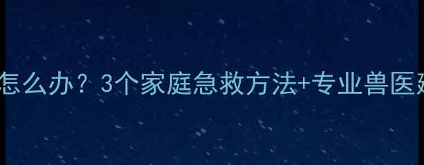 图片 猫咪肠道堵塞不拉屎怎么办？3个家庭急救方法+专业兽医建议（附自救指南）2